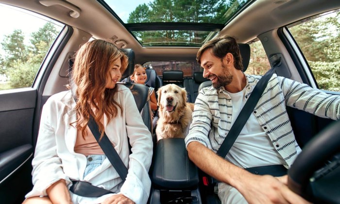 Pet trip road travel pets face going need know before carnivores credit true Road trip with pets